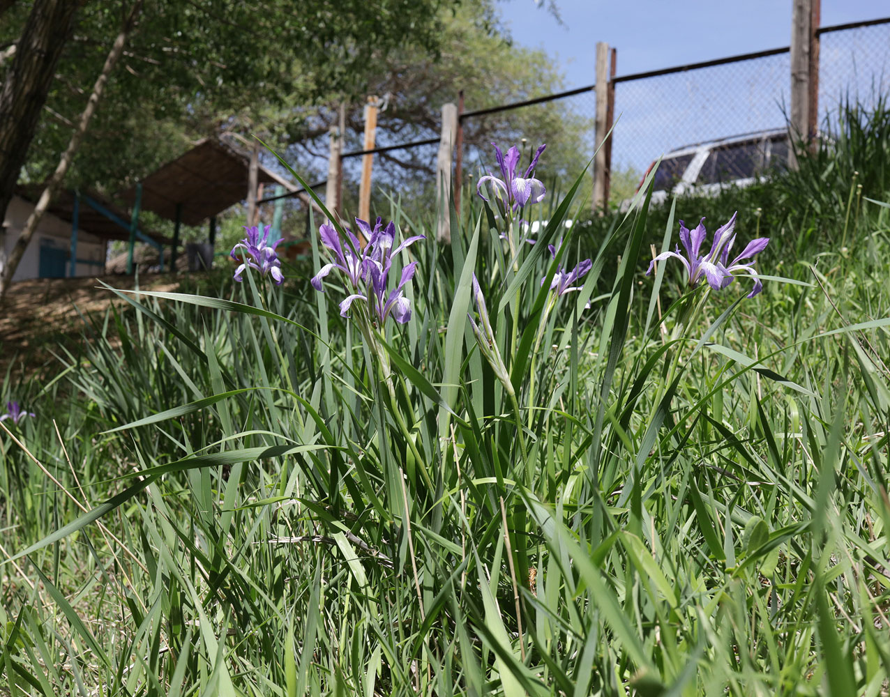 Image of Iris pallasii specimen.