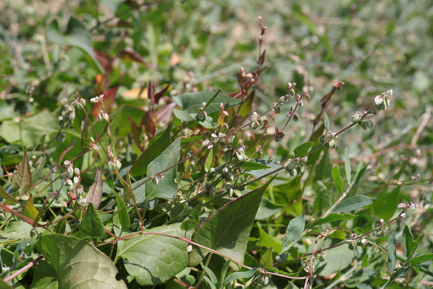 Image of Fallopia convolvulus specimen.