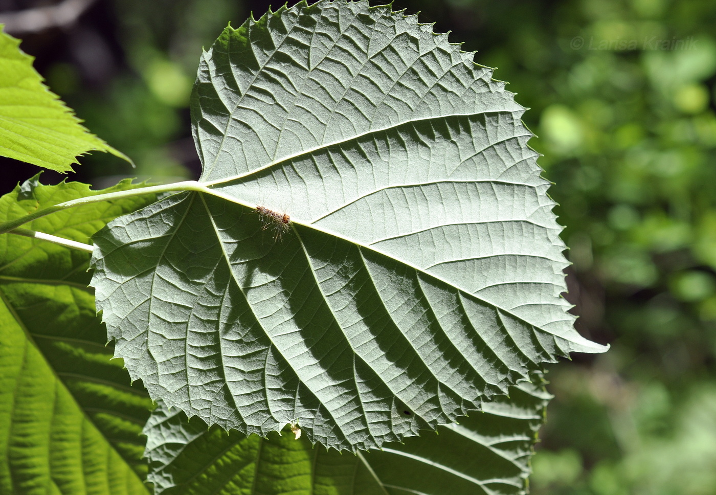 Image of Tilia mandshurica specimen.