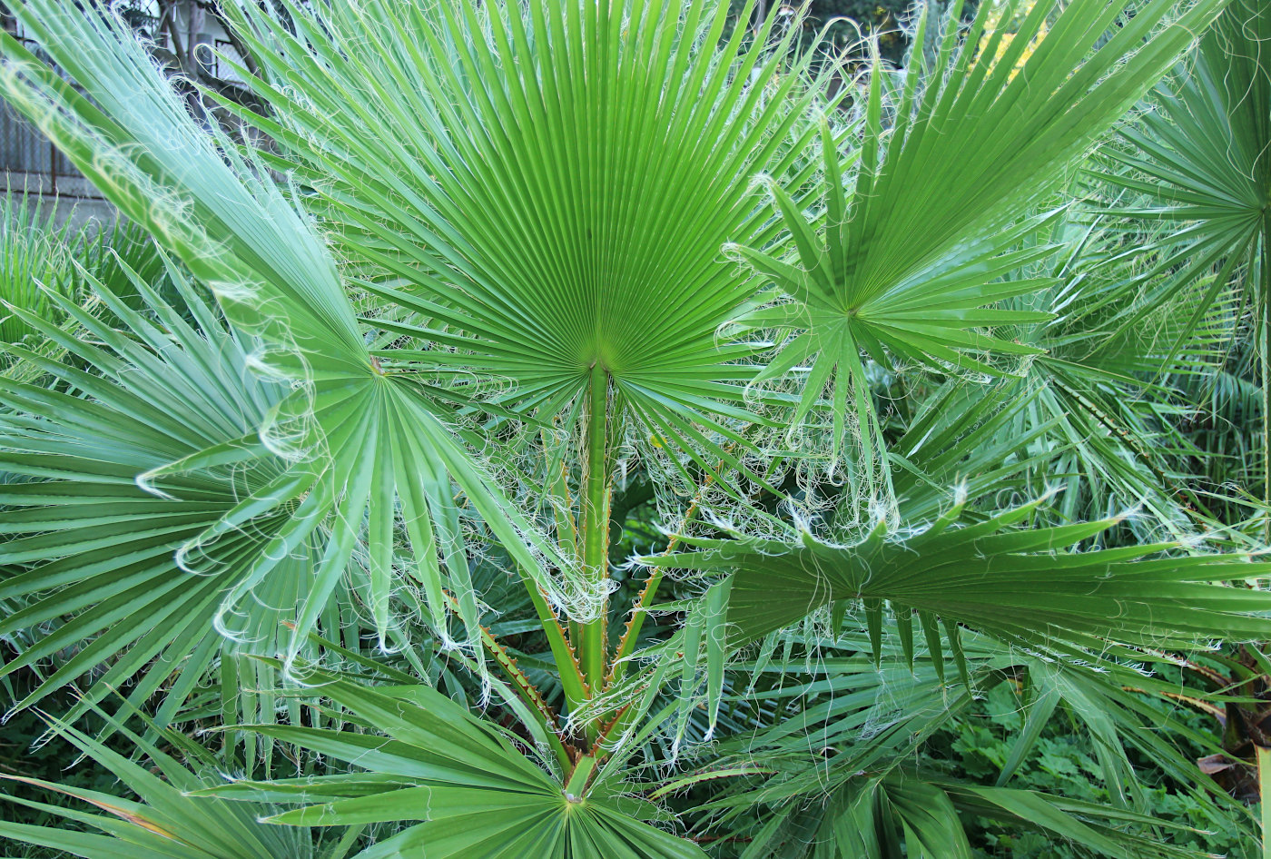 Image of Washingtonia filifera specimen.