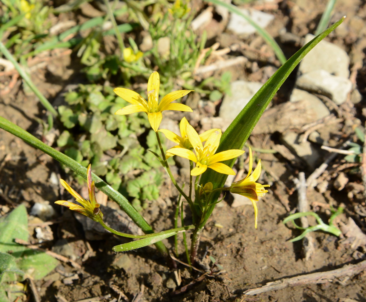 Image of genus Gagea specimen.