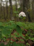 Isopyrum thalictroides