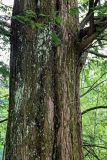 Metasequoia glyptostroboides