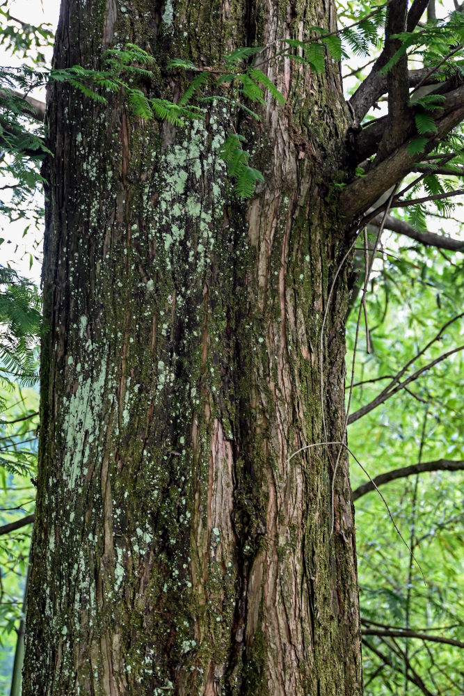 Изображение особи Metasequoia glyptostroboides.