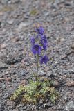 Delphinium caucasicum. Цветущее растение. Кабардино-Балкария, Зольский р-н, северные склоны Эльбруса, ур. Аэродром, выс. ок. 2850 м н.у.м. 15.07.2024.