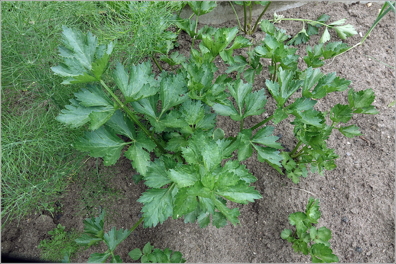 Image of Apium graveolens specimen.