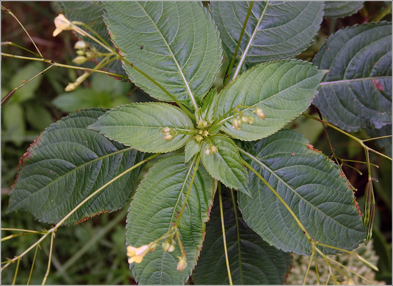 Image of Impatiens parviflora specimen.