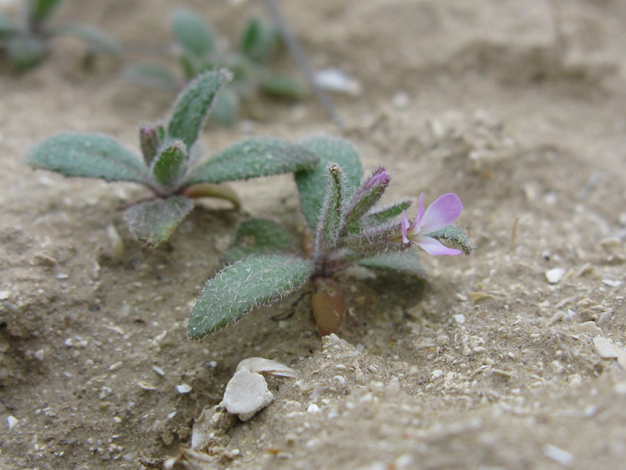 Image of Strigosella africana specimen.