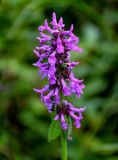 Betonica officinalis