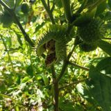 Datura innoxia