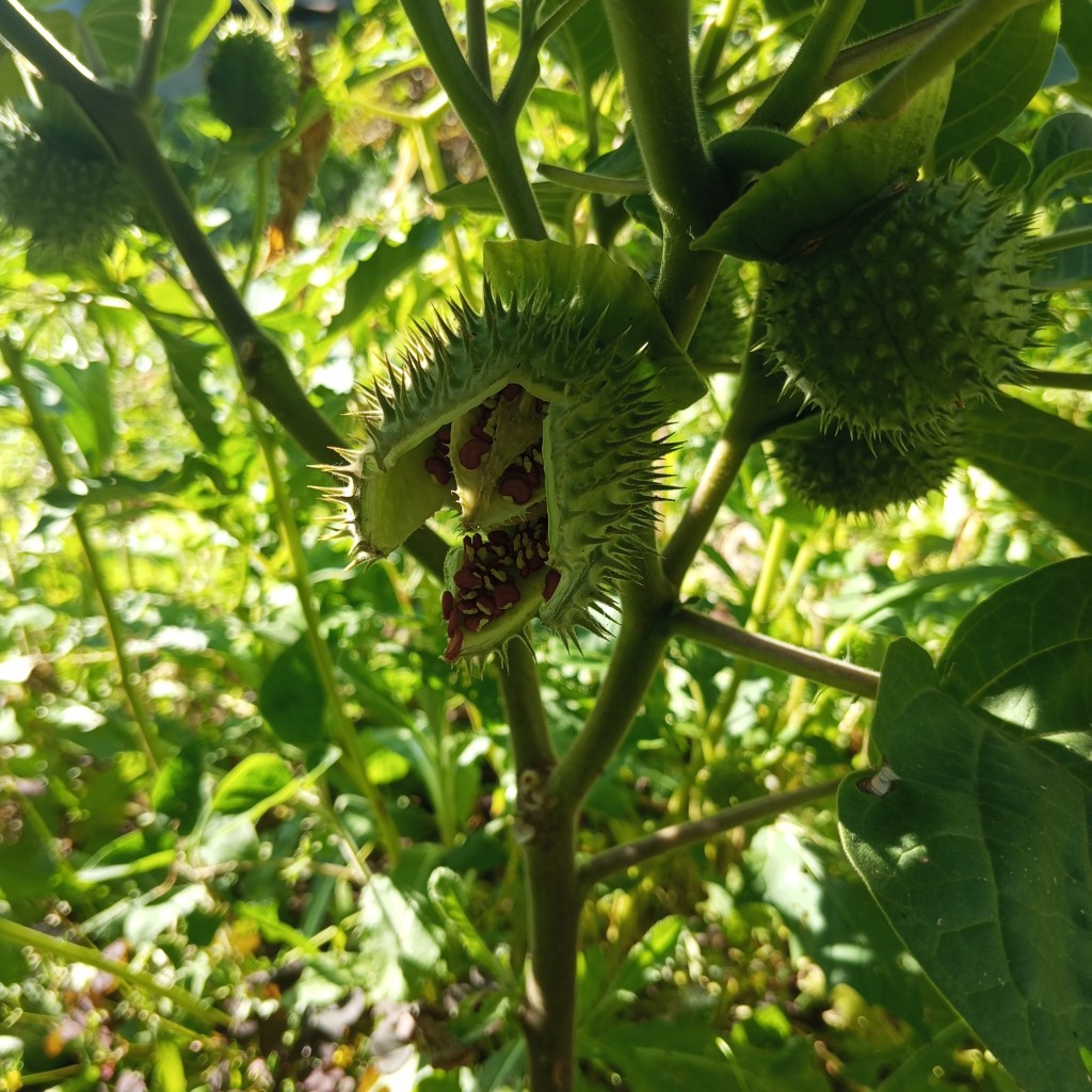 Image of Datura innoxia specimen.