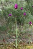 Anacamptis pyramidalis. Цветущее растение (высота растения 57 см; соцветия — 7,5 см). Краснодарский край, м/о Новороссийск, Раевский с/о, окр. с. Сукко, окр. оз. Сукко, выс. 134 м н.у.м. 28.05.2024.