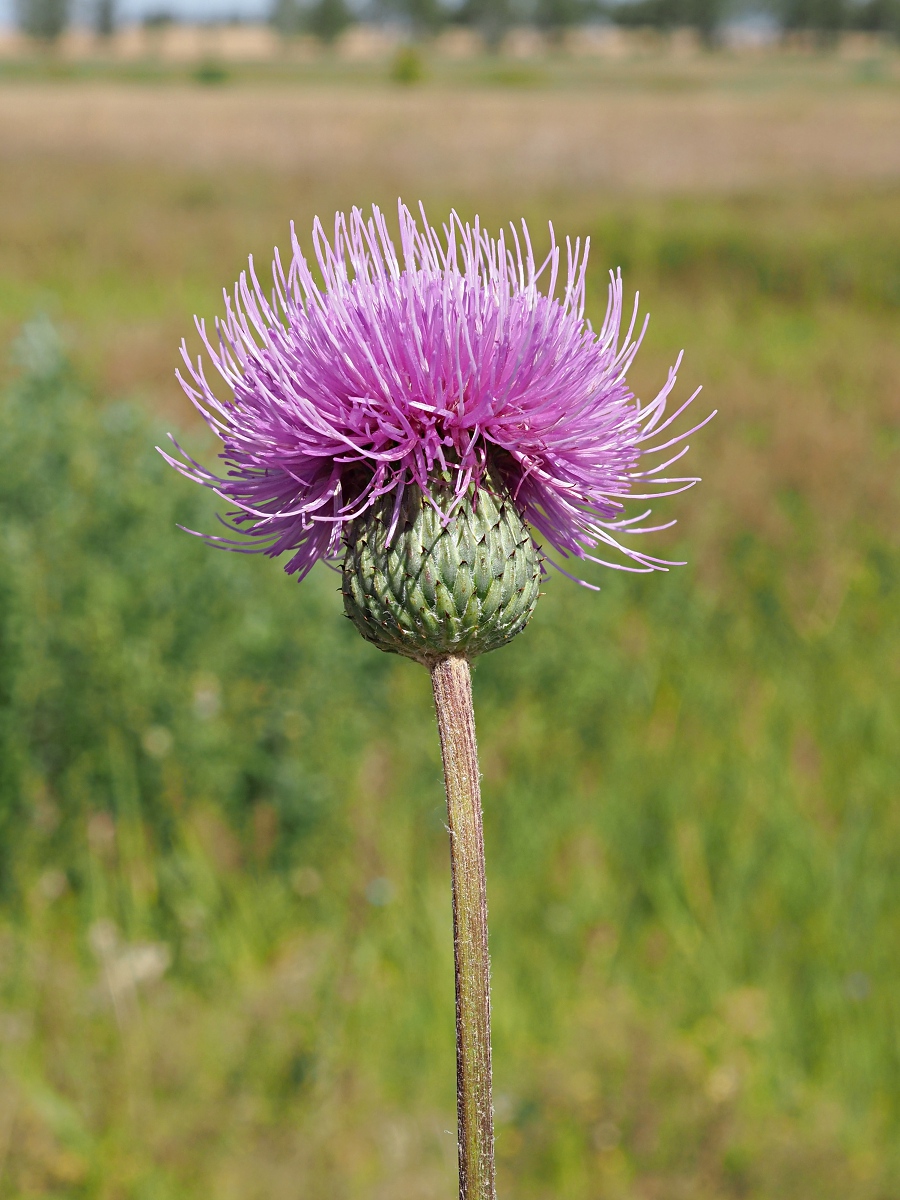 Image of Cirsium canum specimen.