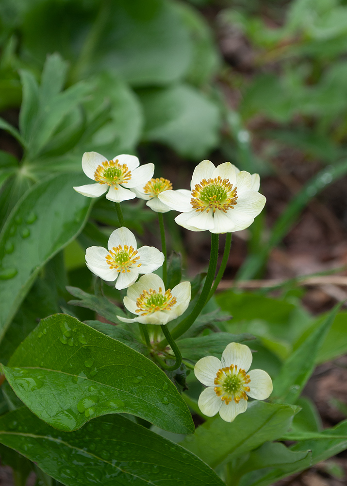 Изображение особи Anemonastrum villosissimum.