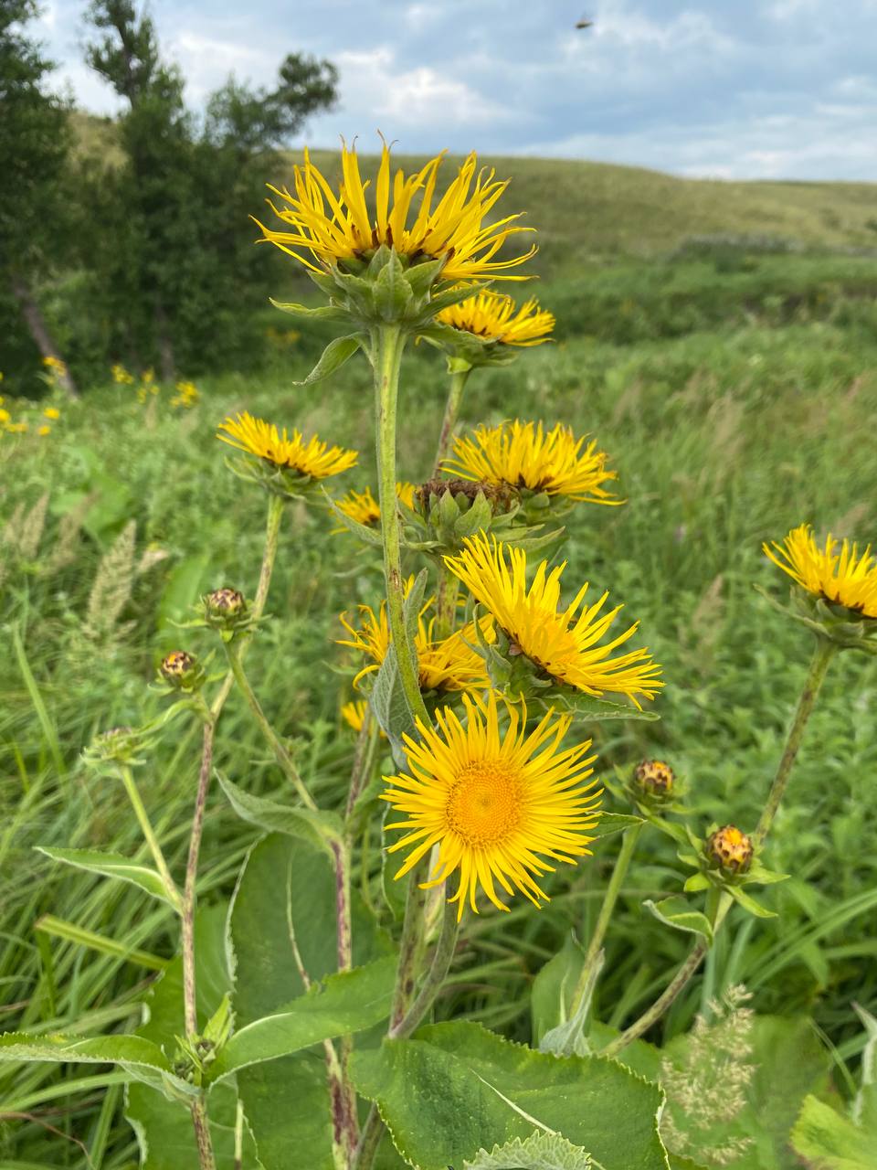 Image of Inula helenium specimen.