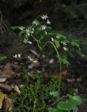 Saxifraga repanda