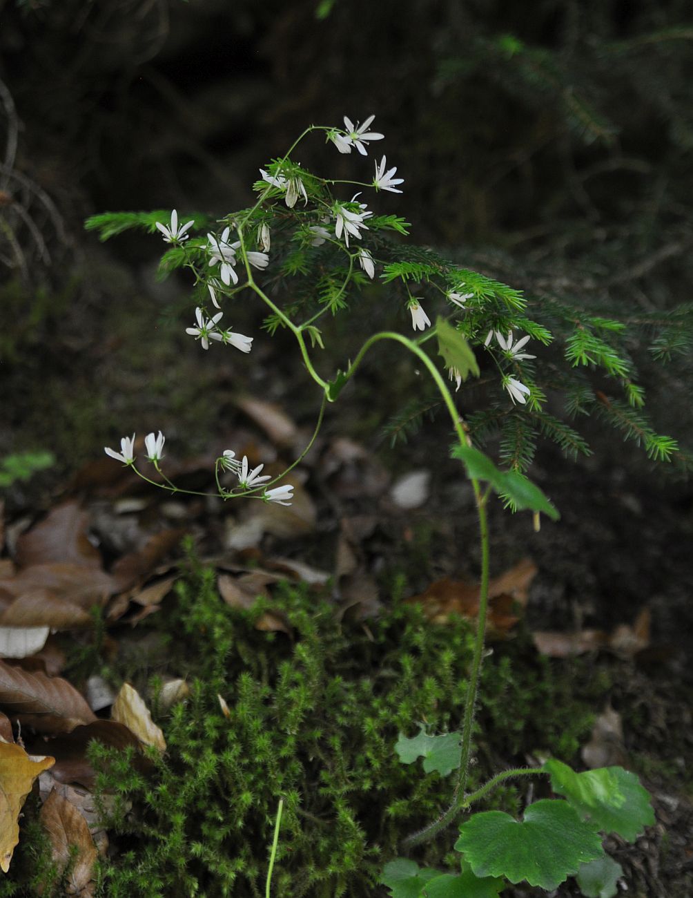 Изображение особи Saxifraga repanda.