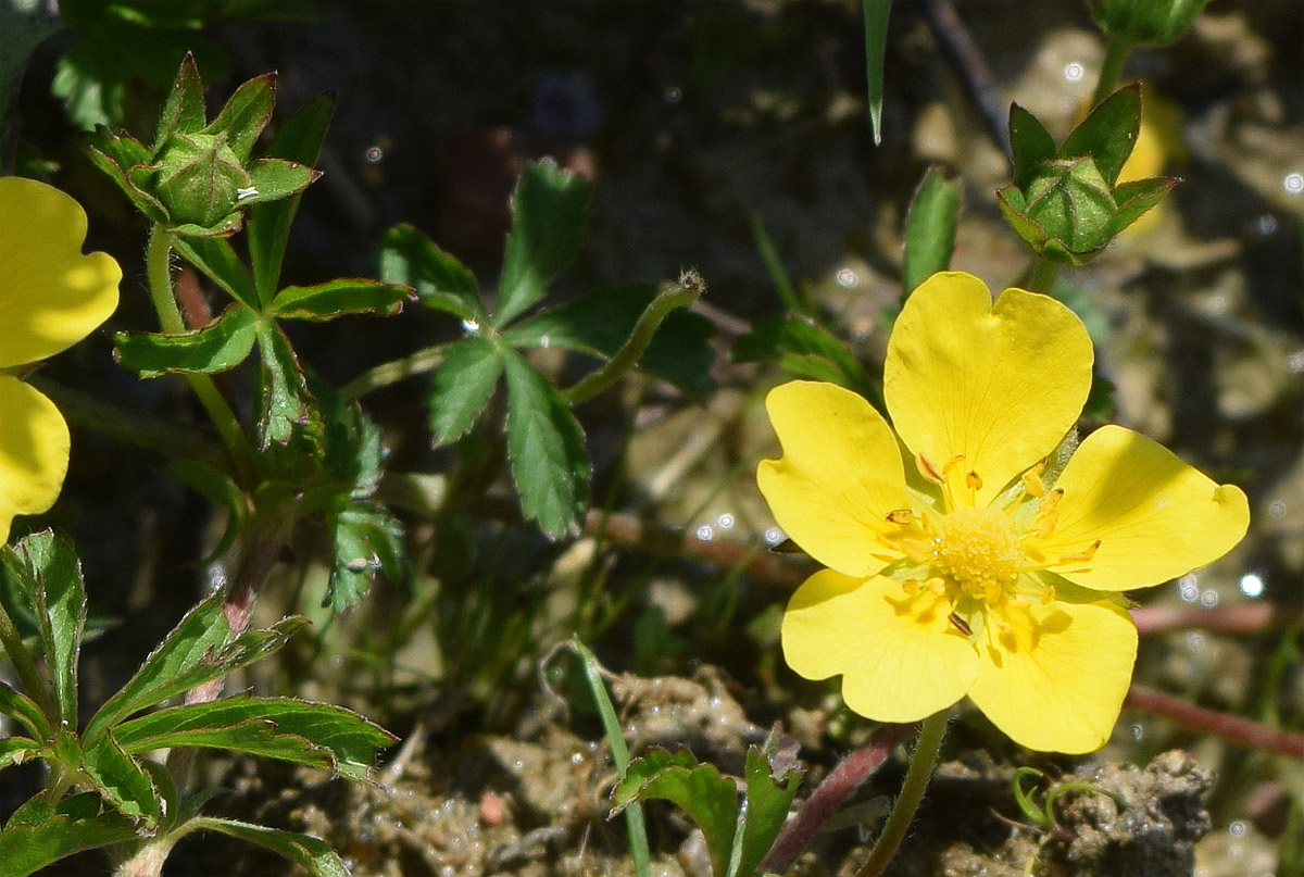 Изображение особи Potentilla reptans.