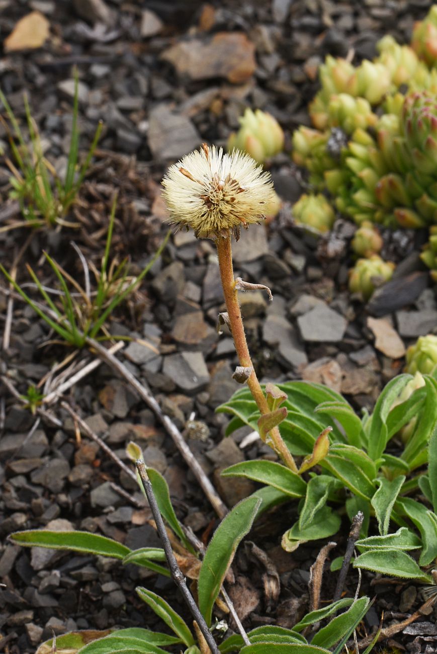 Изображение особи Erigeron uniflorus.