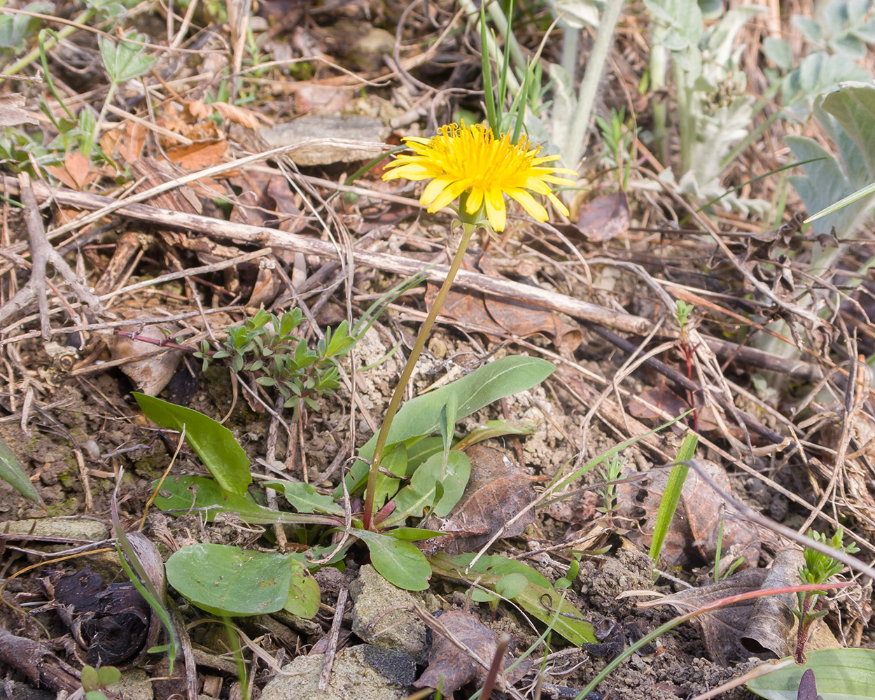 Image of genus Taraxacum specimen.