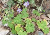 Смотреть изображение Geranium ferganense
