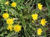 Смотреть изображение Taraxacum sinicum