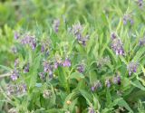View full-size image Symphytum officinale