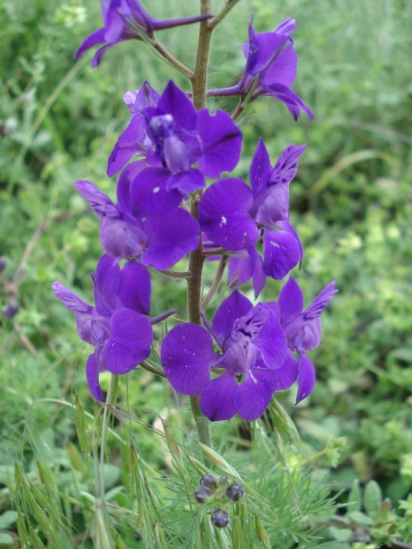 Image of Delphinium ajacis specimen.