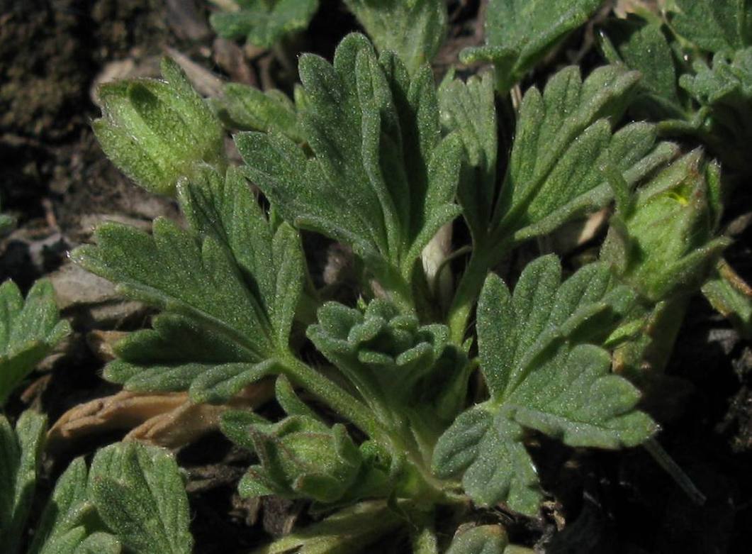 Image of Potentilla acaulis specimen.