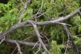 View full-size image genus Juniperus