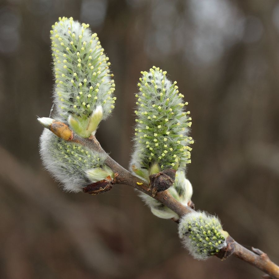 Image of Salix cinerea specimen.