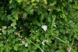 View full-size image genus Crataegus