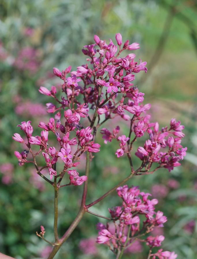 Image of Trachomitum lancifolium specimen.