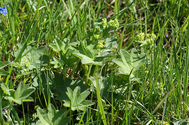 Image of genus Alchemilla specimen.