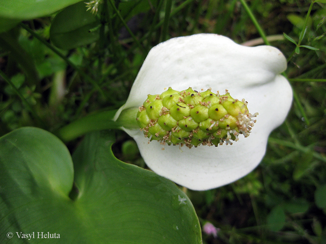 Image of Calla palustris specimen.