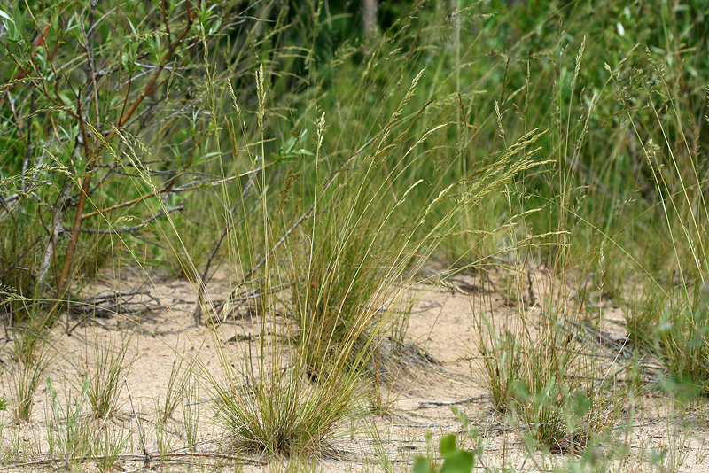 Image of Festuca polesica specimen.