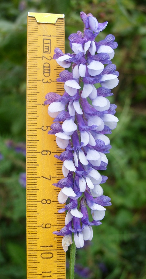 Image of Vicia villosa specimen.