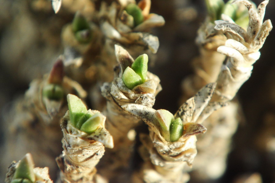 Image of Gypsophila aretioides specimen.