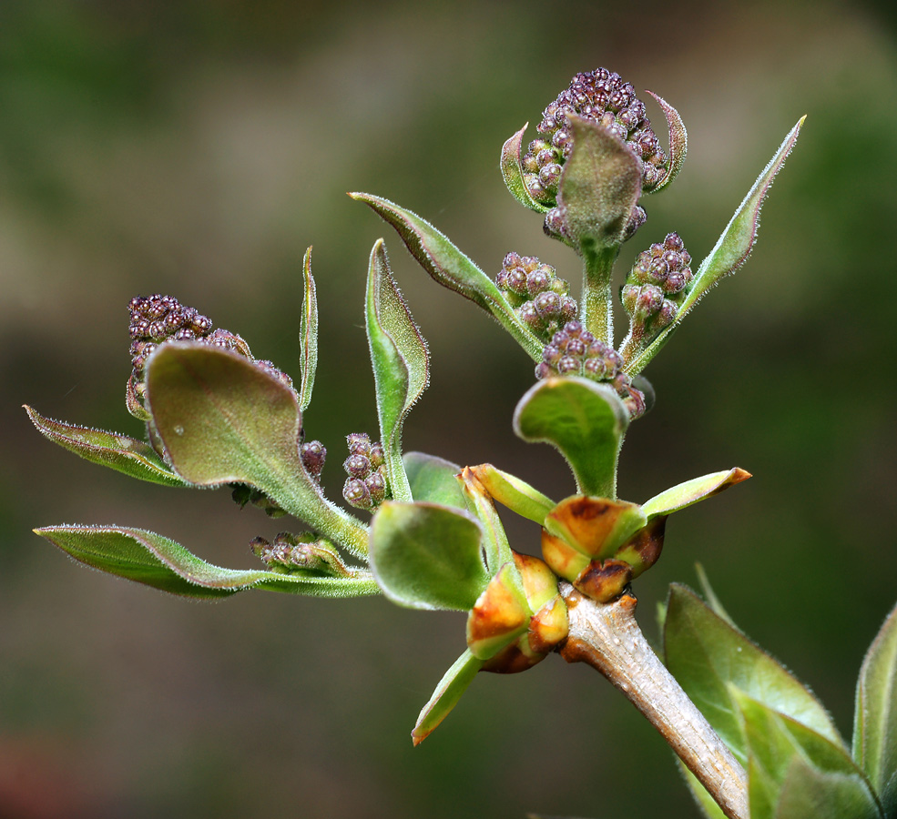 Image of Syringa vulgaris specimen.