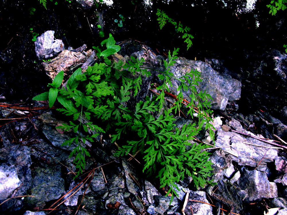 Image of Cystopteris altajensis specimen.