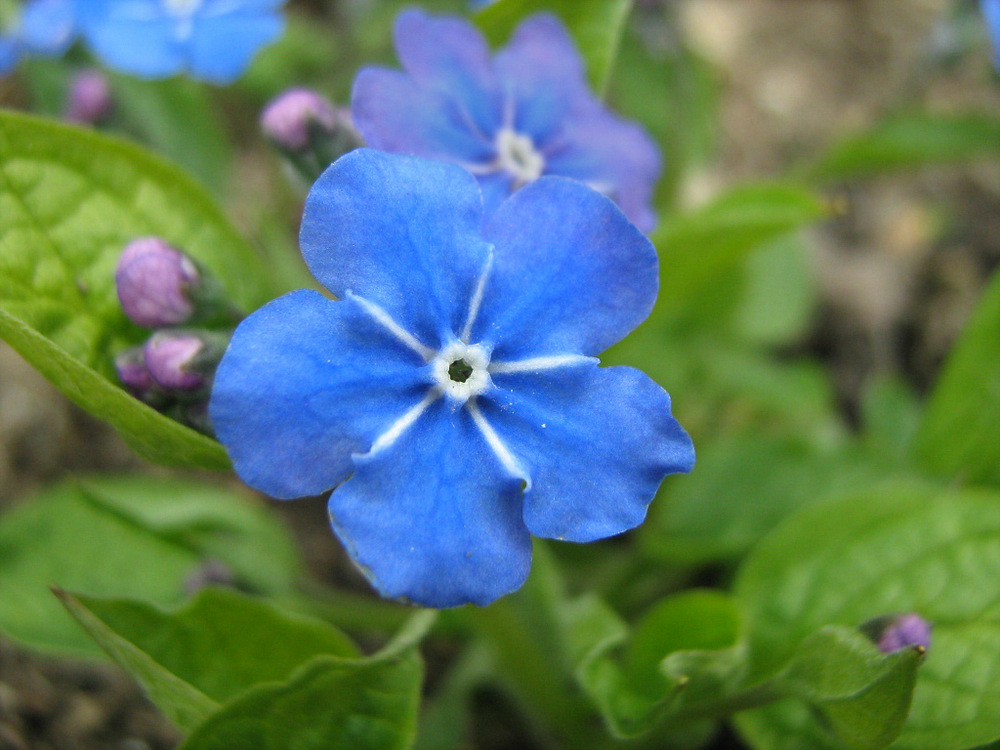 Изображение особи род Omphalodes.