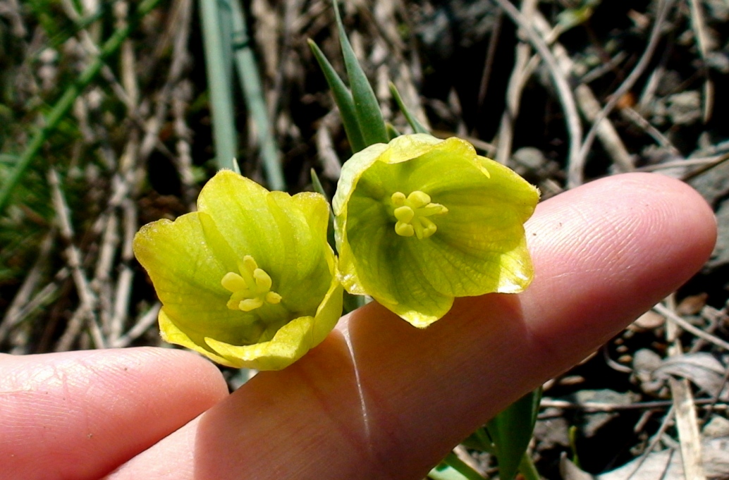 Image of Fritillaria kurdica specimen.