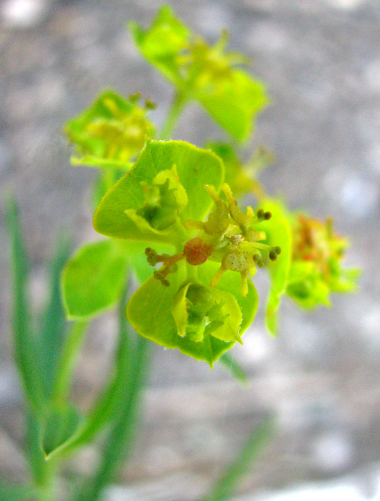 Изображение особи Euphorbia virgata.