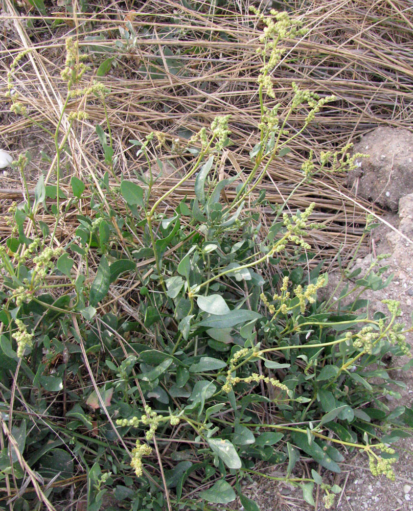 Image of Halimione verrucifera specimen.