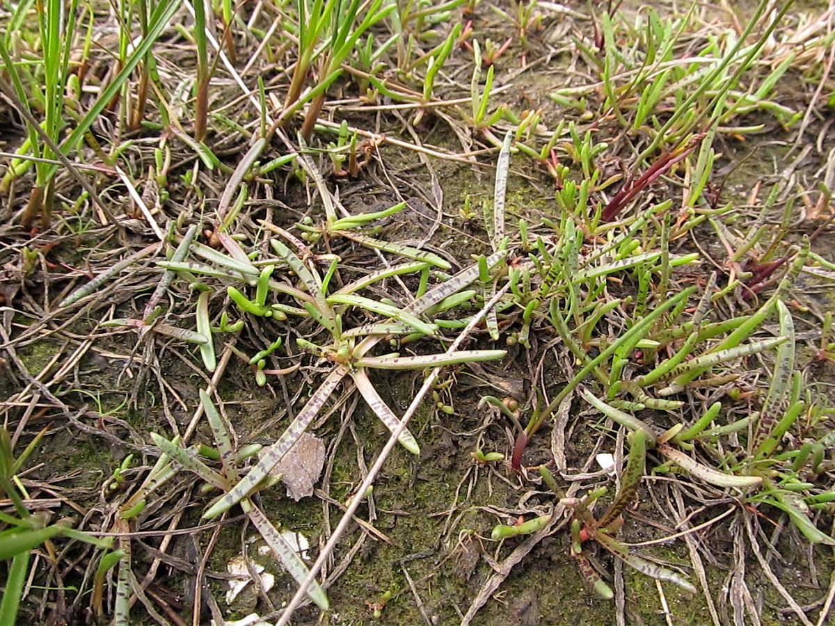 Image of Plantago schrenkii specimen.