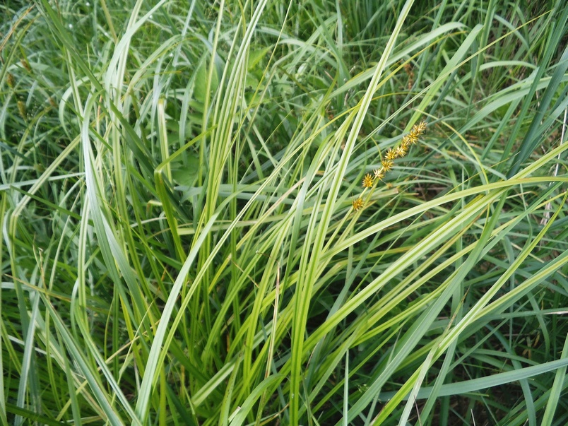 Image of Carex vulpina specimen.