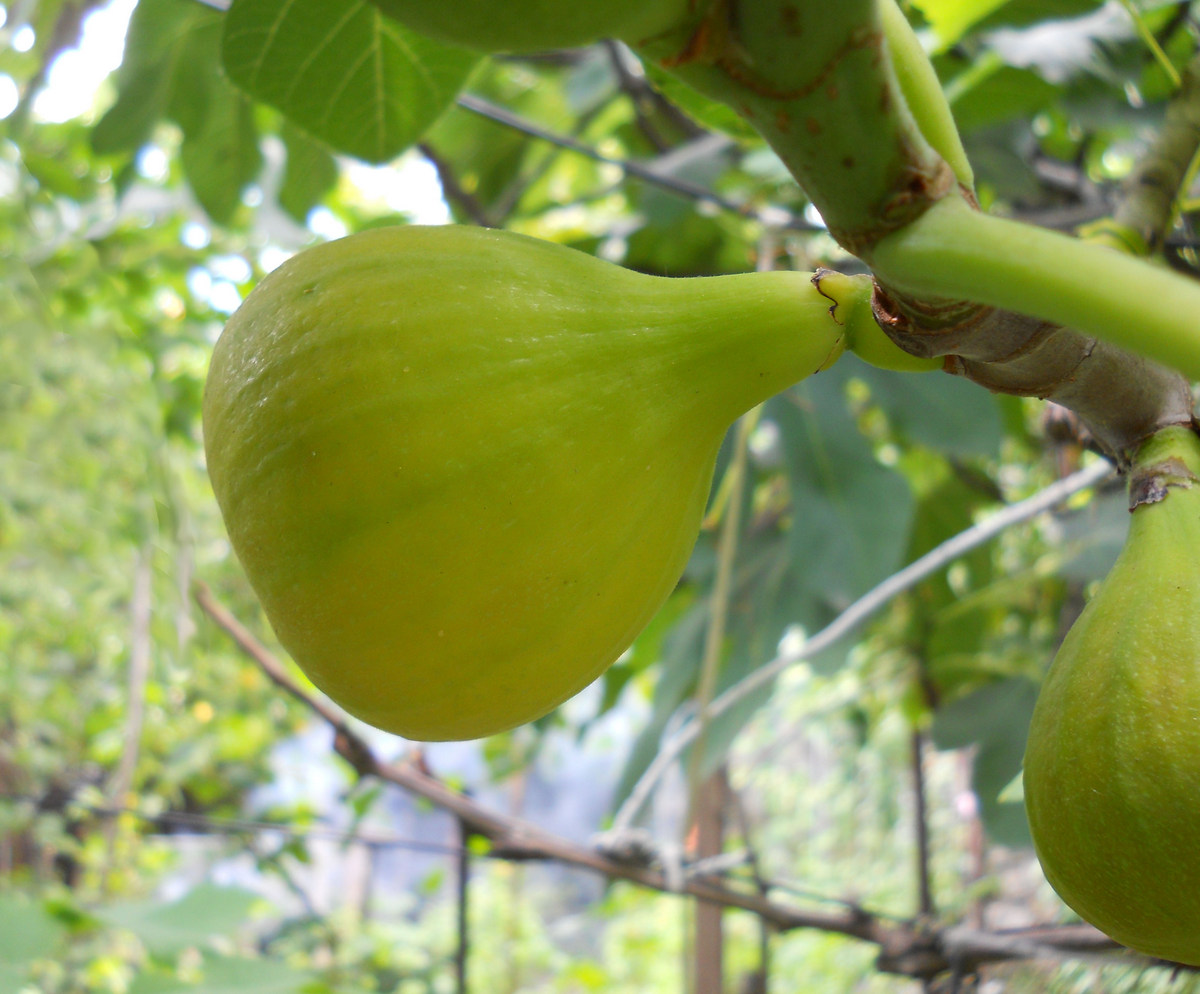 Изображение особи Ficus carica.