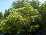 Catalpa bignonioides