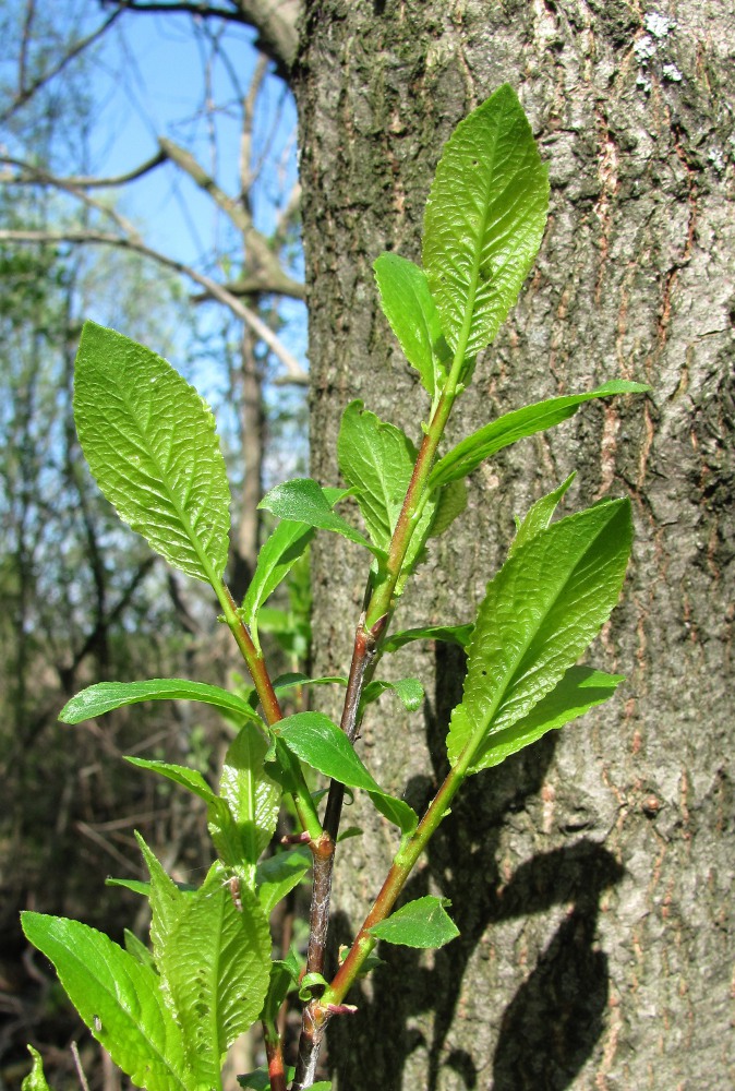 Изображение особи Salix myrsinifolia.