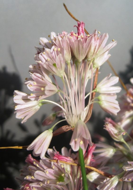 Image of Allium kunthianum specimen.